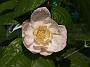 Sinocalycanthus chinensis